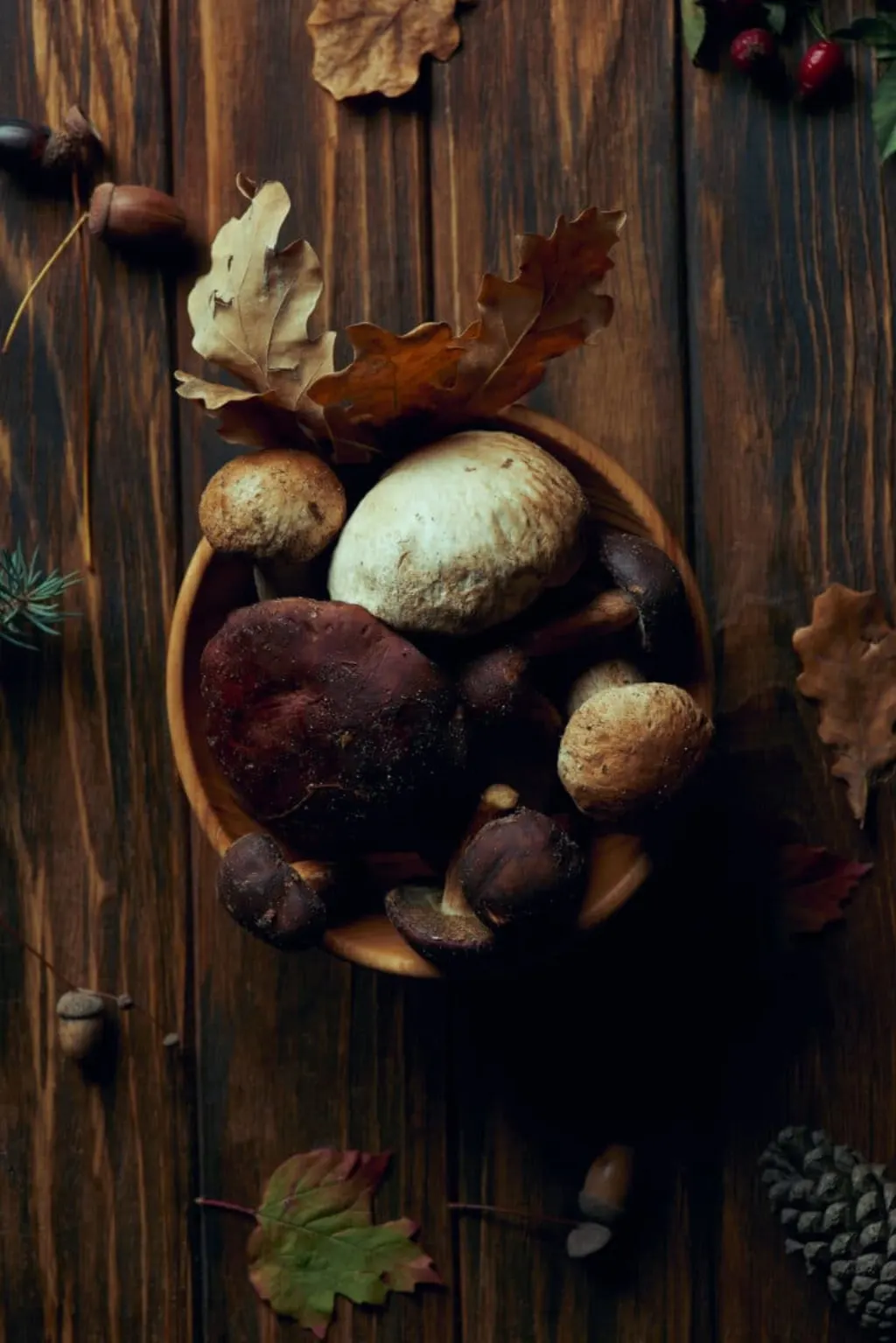 cueillette champignons
